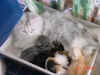Penny & kittens2.jpg (61450 bytes)