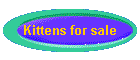 Kittens for sale